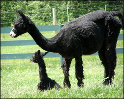 Alpacas of Prairie Station