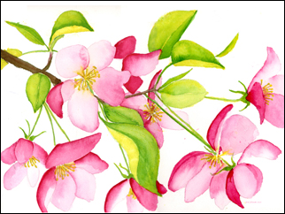 Apple Blossom