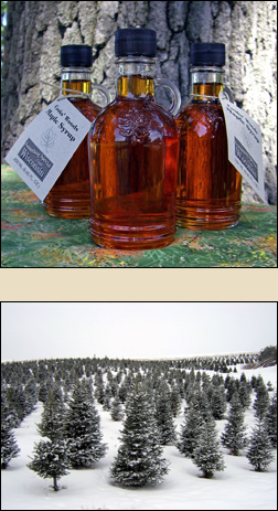 Cook's Woods
