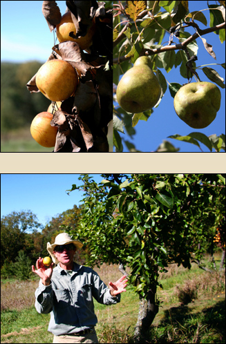 Tippy Top Organic Orchard