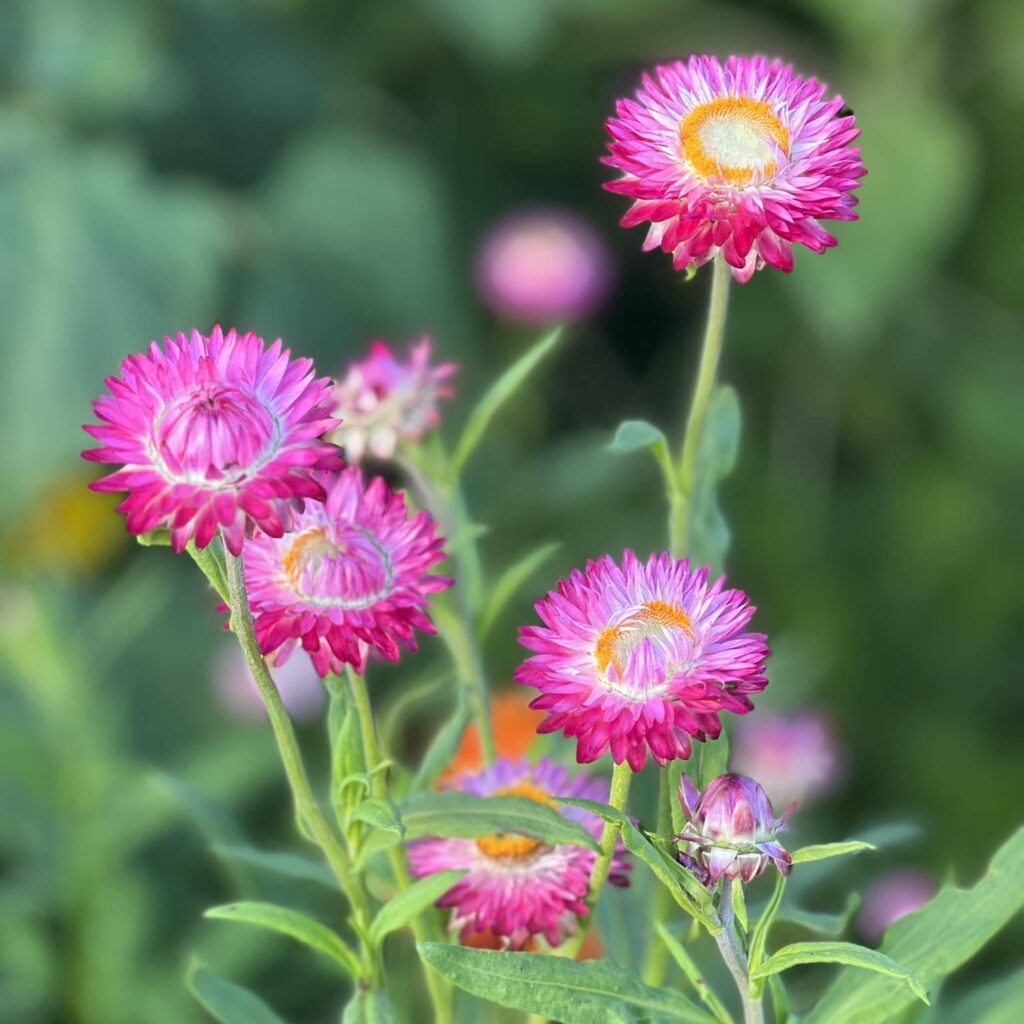 Open Saturday, Sept. 28th, 83011am in Water Tower Park Mineral Point Market